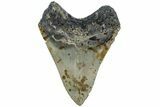 Fossil Megalodon Tooth - North Carolina #221824-2